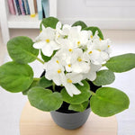 White African Violet Live Plant in 4” Pot, Blooming Indoor Houseplant, Easy Care Flowering Plant for Home or Office Décor