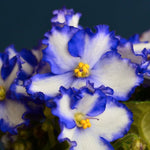 Blue White African Violet Live Plant in 4” Pot, Blooming Indoor Houseplant, Easy Care Flowering Plant for Home or Office Décor