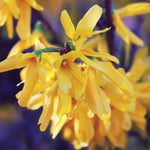 Lynwood Gold Forsythia Bush for Planting 14 to 18 Inch Height, Fragrant Forsythia Flower in Gallon Pot, Yellow Forsythia Plant Live