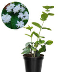 Jasmine Flower Plants Live, Jasmine Plants Indoor Live, 5 to 8 Inc Tall, Jasmine Live Plants Growing Perennial All Year