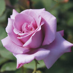 Blue Girl Rose Plant Live