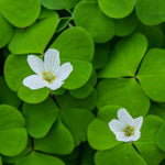 Live Oxalis Plant 5-10" Tall, Green Shamrock Perennial Plants in Pot, Well Rooted Ornamental Plant for Growing Indoor Outdoor