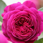 Climbing Rose Live Plant Well Rooted, No Leaf, Ready to Plant Indoor Outdoor, Climber Rose Bush, Hybrid Tea Rose Like, Very Fragrant, Long Bloomer (Purple)
