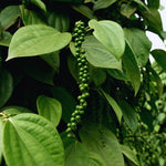 Black Pepper Plant Live, Piper Nigrum Plant, 3 to 6 Inc Tall, Live Pepper Plant Outdoors, Black Pepper Well Rooted, Black Pepper Tree Live Plant, Black Pepper Starter Plant for Growing