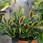 Lady Goldfish Plant Live in 4" Pot, Tropical Goldfish Houseplant, Indoor Flowering Plant with Trailing Foliage