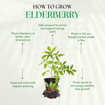 Elderberry Bushes Live Plant in Quart Pot, Black Elderberry Tree, Hardy Beries Shrub for Outdoor Garden 8-12 Inches