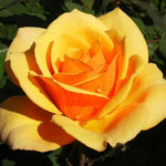 Rose Bush Live Plant, Heirloom Rose Plant Live for Planting, 5-10 Inch Tall, Fragrant Flowers Well Rooted Starter Plant, No Pot (Orange Rose)