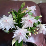White Easter Cactus Plant Live 4-7 Inches, Spring Easter Cactus, Vibrant Seasonal Blooms for Indoor Planting