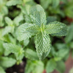 Spearmint Live Plant, 3 to 6 Inch Tall Spearmint Herb Plant, Mint Plants for Outdoors, No Pot