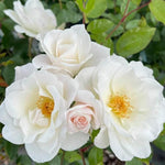 Climbing Roses Live Plants, Well Rooted 5-9" Tall, No Leaf, Ready to Plant Indoor Outdoor, Climber Rose Bush, Hybrid Tea Rose Like, Very Fragrant, Long Bloomer (White)