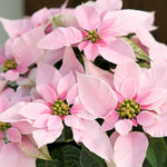 2 Multi Varieties Poinsettia Plants Live, Pink Poinsettia Flowers for Holiday Christmas Gift, Decoration Houseplant 5-10" in Tall, No Pot