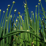 200 Walking Onion Plant Seeds for Spring Planting, Ready to Grow, Cold Hardy, Fast-Growing and High Yielding
