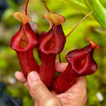 Large Nepenthes Pitcher Plant Live in Pot, Pond Plant, Exotic Tropical for Indoor Outdoor Décor, Easy to Grow, Rare Variety, 7 Months Old