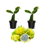Set of 2 Yellow Dragon Fruit Plants Live, Live Dragon Fruit Plant, Between 4 and 6 Inches Tall, Dragon Fruit Live Plant for Garden, Dragon Fruit Tree Live Plant