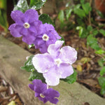 2 Packs Brunfelsia Plants 5-8" Tall, Yesterday, Today, Tomorrow Flowering Shrub, Live Plant for Indoor and Outdoor Gardening, Color-Changing Blooms