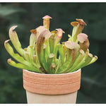 Nepenthes Pitcher Plant Pots Live Plants, Bat Pitcher Nepenthes for Terrariums Backyard Gardens, Size Starter 8 Months Old for Easy Planting Indoor Outdoor