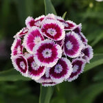 Set 6 Mixed Dwarf Dianthus Perennial Plants Live, Dianthus Live Plants for Outside Planting, Pink White Red Dianthus Color, Dianthus Flower Plant Live, Zones 3 to 9