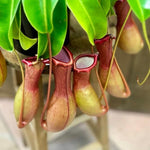 Nepenthes Pitcher Plant Pots Live Plants, Large Pitcher Nepenthes for Terrariums Backyard Gardens, Size Starter 8 Months Old for Easy Planting Indoor Outdoor