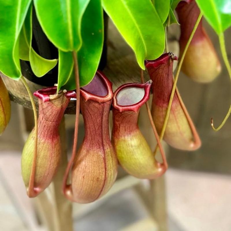 Nepenthes Pitcher Plant Pots Live Plants, Large Pitcher Nepenthes for Terrariums Backyard Gardens, Size Starter 8 Months Old for Easy Planting Indoor Outdoor