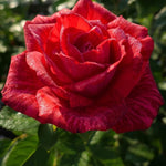 Rose Plant Live for Planting Indoor Outdoor, 5-10 Inch Tall, Fragrant Flowers Well Rooted, Roses Bush Shrub (Rare Red Rose)