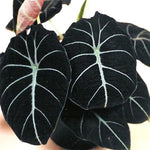 Set 2 Black Velvet Alocasia Live Plants for Planting, 5 to 7 Inc Tall, Indoor Houseplant Alocasia Plant Live, No Pot, Alocasia Colocasia Taro Plants for House Plants