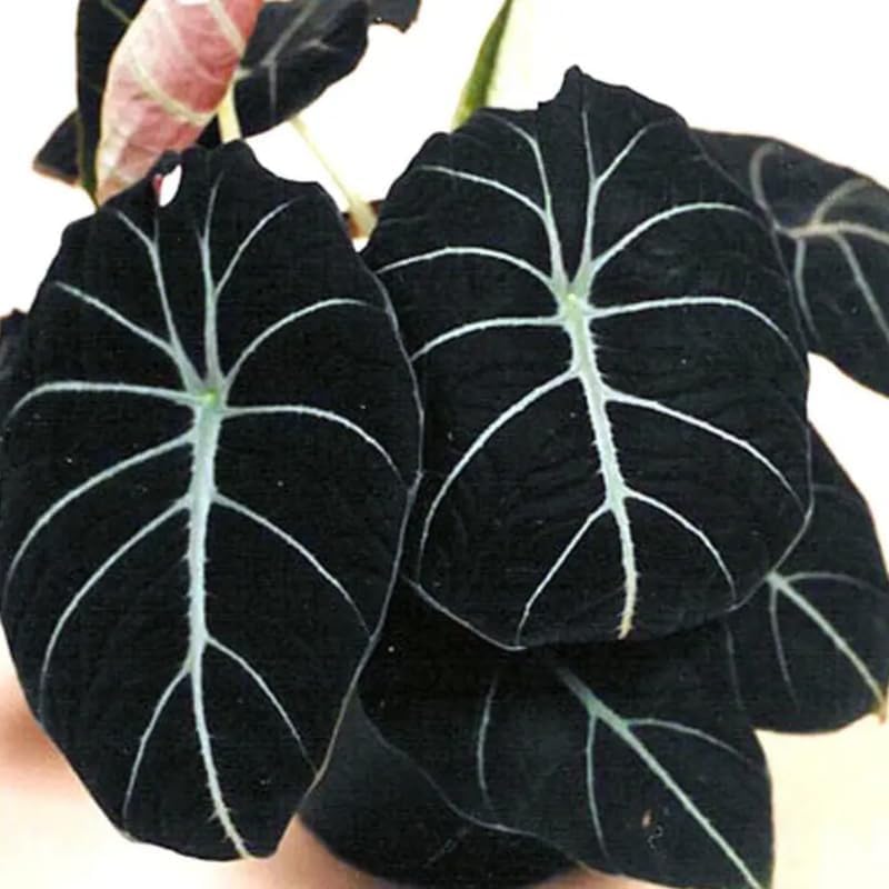 Set 2 Black Velvet Alocasia Live Plants for Planting, 5 to 7 Inc Tall, Indoor Houseplant Alocasia Plant Live, No Pot, Alocasia Colocasia Taro Plants for House Plants