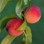 of Georgia Peach Tree Plant Live, Fruit Tree Plant, 1-2 Ft Tall