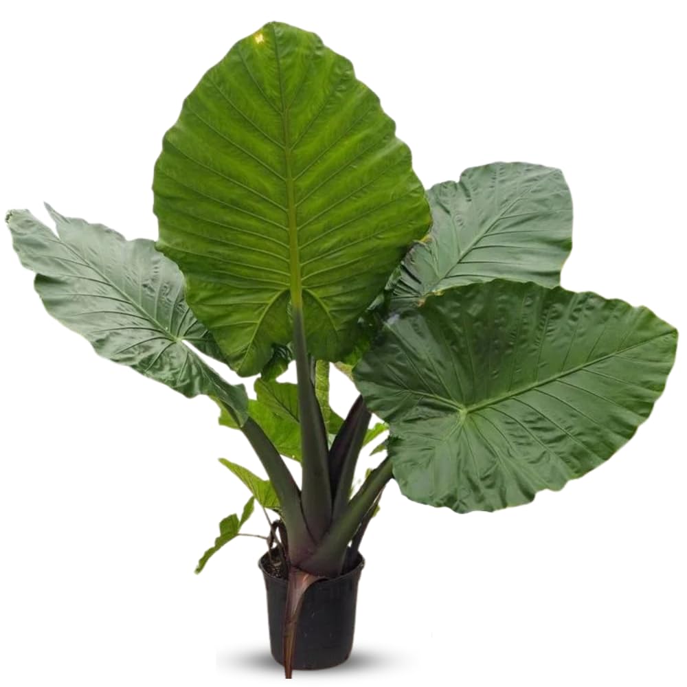 Colocasia Elephant Ears Live Plant, Alocasia Plant, Esculenta Taro Live Houseplant, 5-7 Inc Tall (Jacks Giant)