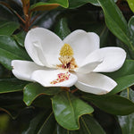 Magnolia Tree Live Plant 6 to 12 Inch Height, Fragrant Magnolia Plant Live to Grow, Magnolia Bush Flowers (Southern Magnolia)
