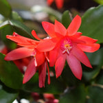 Easter Cactus Live Plant, 4-9” Tall, Rooted Holiday Cactus Succulent Plant for Indoor or Outdoor Growing, Easy Care Flowering Houseplant (Mixed Easter Cactus)