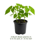 2 Bush Bean Plants Live, Green Bean Plant Live for Planting, 3-5 Inc Tall