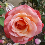 Rose Bush Live Plant, Heirloom Rose Plant Live for Planting, Fragrant Flowers Well Rooted Plant, 5-10 Inch Tall (Coral Rose)
