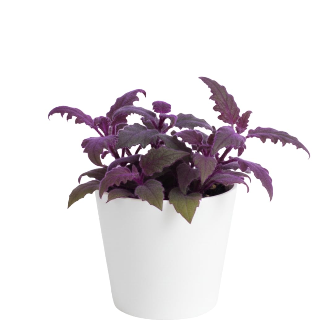 Set of 2 Gynura Purple Passion Plant Live, Gynura Royal Velvet, 4-8 Inch Tall for Planting