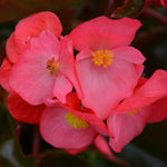 2 Live Begonia Angel Wing Maculata Set, Size 5-9 Inch Tall, Rose Bronze Leaf Polka Dot Begonia Plants, Indoor Outdoor Decorative Houseplants