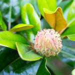 Magnolia Tree Live Plant 6 to 12 Inch Height, Fragrant Magnolia Plant Live to Grow, Magnolia Bush Flowers (Southern Magnolia)