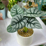 Pack 2 Silver Dragon Alocasia Live Plant for Planting, Indoor Houseplant Alocasia Plant Live, 5 to 7 Inc Tall, Bare Root, Alocasia Colocasia Taro Plant for Ornamental Plants
