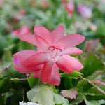 2 Salmon Christmas Cactus Plants, Thanksgiving Cactus 3-6 Inch Tall, Winter Succulents Flowers Container Hanging Basket Indoor Outdoor Planting