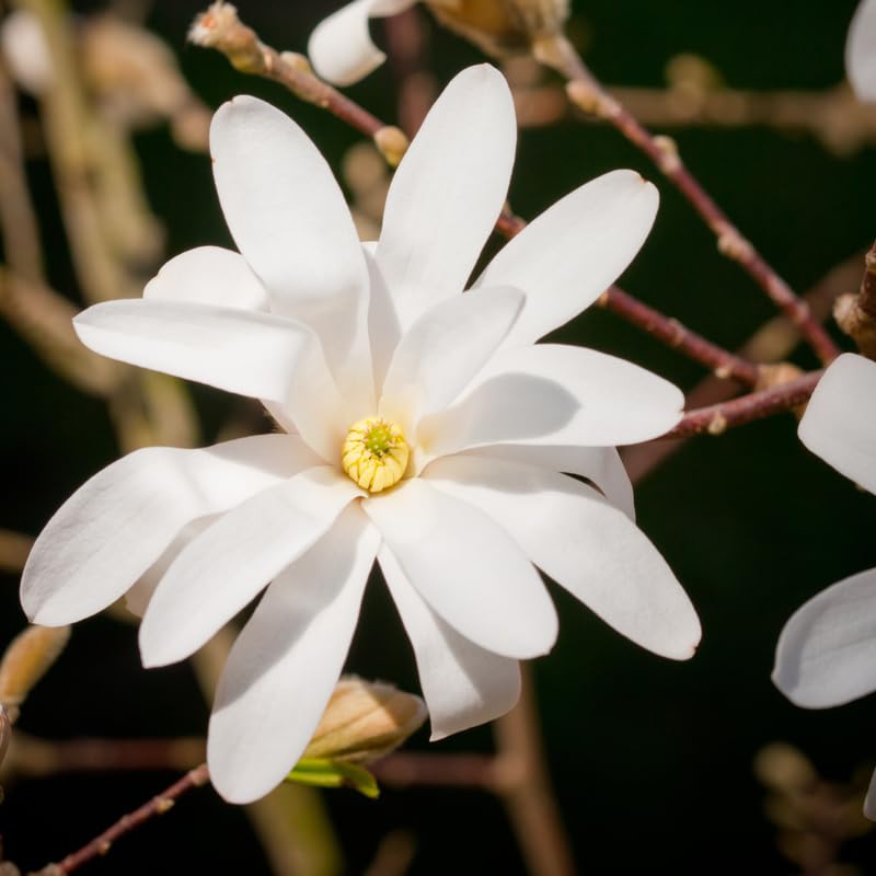Magnolia Tree Live Plant 12 to 18 Inch Tall, Fragrant Magnolia Plant Live, Magnolia Bush Live Plant in Gallon Pot (Star Magnolia)