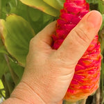 10 Count Shampoo Ginger Plant Rhizomes, Wild Awapuhi Zingiber Zerumbet Pinecone Bitter Red Ginger, Hardy in Zones 9-11