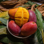1 Year Old Mango Tree Live Plant Seedling in Gallon Pot, Fully Rooted for Zones 9-11, Cold Hardy, Ready to Planting Outdoor, Full Sun, Tommy Atkins Mango Plant, No CA