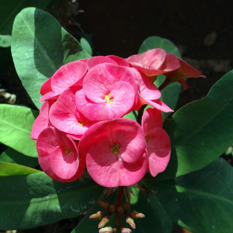 Euphorbia Crown of Thorns Plant, Perennial Succulent Live Plant Indoor Outdoor 4-7 Inches