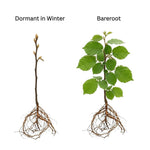 Hazelnut Tree Live Plant 1-2ft Tall, Hazelnut Bushes Plant