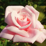 Pack 2 Mix Climbing Rose Live Plants Bushes Fragrant Well Rooted - No Leaf - Cut Back for Summer Planting (Stripes Rose and Red Orange)