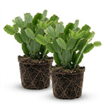 Pack of 2 White Easter Cactus Plants, Holiday Cactus Flower Plant Succulent, Size 4 to 7 Inch, Without Pot, Easter Cactus Live Plant
