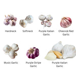 1 Pound Garlic for Planting in Fall Softneck Hardneck, 5-6 White Garlic Bulbs for Planting, Fresh and High Yield Bulb Variety Pack, Hardy and Fast Growing