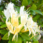 2 Winter Honeysuckle Plants Live for Planting, Fragrant, Easy to Grow, Perfect for Landscaping, No Pot, Ideal for Trellises Fences, Climbing or Bush, Rooted Cutting 8-12", Dormant No Leaf