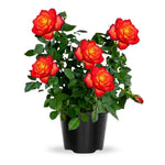 Rose Live Plant, Roses Flower Plant, Fragrant Flower for Planting, 4-6 Inches Tall, Bush Shrub Plants, Well Rooted, Ready to Grow (Orange Rose)