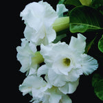 2 Mixed Desert Rose Plants Live, Adenium Desert Rose Plant Live, Perennial Flower Plants for Patio Gardening, 4-7 Inch Tall