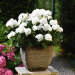 2 Geranium Plants Live, Vibrant Blooms, Hardy Perennial Geranium Flowers 4-8 Inches, Indoor Outdoor Planting (White)