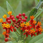 Pack 2 Milkweed Live Plants, Butterfly Milkweed Shrub, Asclepias Tuberosa Plants 4-8 Inches
